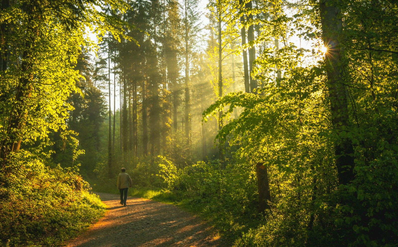 Marcheur sur un sentier en forêt — bien-être et mouvement naturel